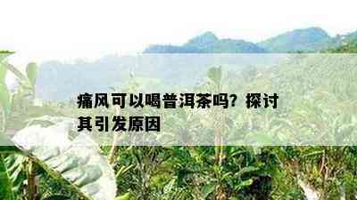 痛风可以喝普洱茶吗？探讨其引发起因