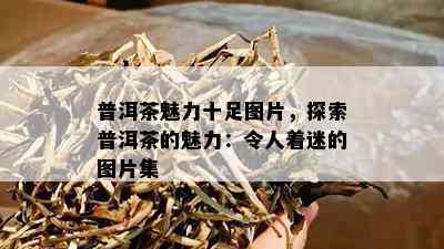 普洱茶魅力十足图片，探索普洱茶的魅力：令人着迷的图片集