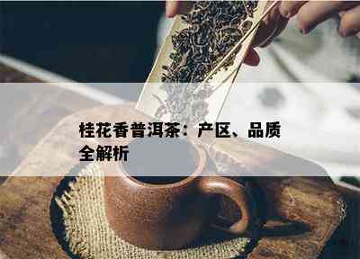 桂花香普洱茶：产区、品质全解析