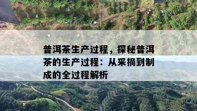 普洱茶生产过程，探秘普洱茶的生产过程：从采摘到制成的全过程解析