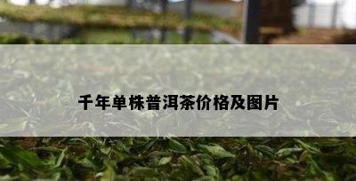 千年单株普洱茶价格及图片