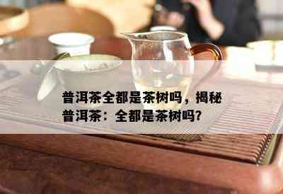 普洱茶全都是茶树吗，揭秘普洱茶：全都是茶树吗？