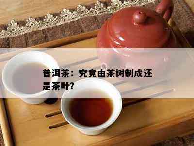 普洱茶：究竟由茶树制成还是茶叶？