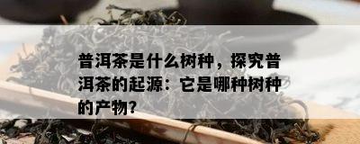 普洱茶是什么树种，探究普洱茶的起源：它是哪种树种的产物？