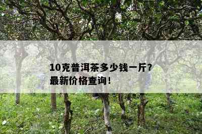 10克普洱茶多少钱一斤？最新价格查询！