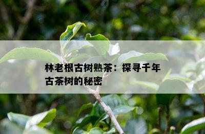 林老根古树熟茶：探寻千年古茶树的秘密