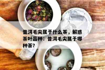 普洱毛尖属于什么茶，解惑茶叶品种：普洱毛尖属于哪种茶？