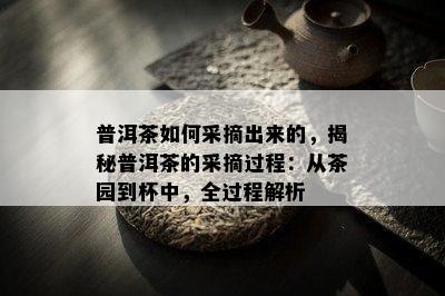 普洱茶如何采摘出来的，揭秘普洱茶的采摘过程：从茶园到杯中，全过程解析