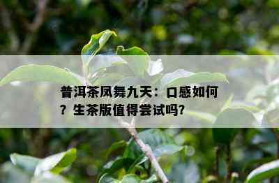 普洱茶凤舞九天：口感怎样？生茶版值得尝试吗？