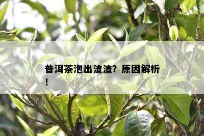 普洱茶泡出渣渣？原因解析！