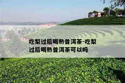 吃梨过后喝熟普洱茶-吃梨过后喝熟普洱茶可以吗