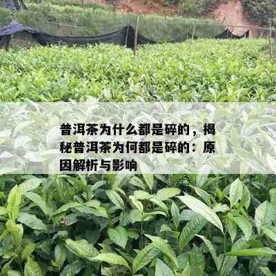 普洱茶为什么都是碎的，揭秘普洱茶为何都是碎的：起因解析与作用