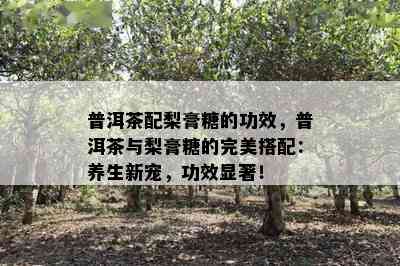 普洱茶配梨膏糖的功效，普洱茶与梨膏糖的完美搭配：养生新宠，功效显著！