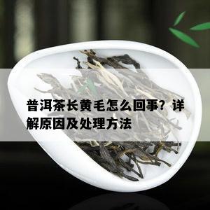 普洱茶长黄毛怎么回事？详解原因及处理方法