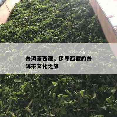 普洱茶  ，探寻  的普洱茶文化之旅