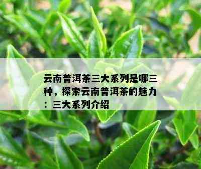 云南普洱茶三大系列是哪三种，探索云南普洱茶的魅力：三大系列介绍