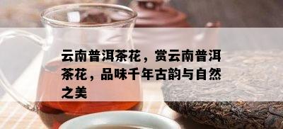 云南普洱茶花，赏云南普洱茶花，品味千年古韵与自然之美