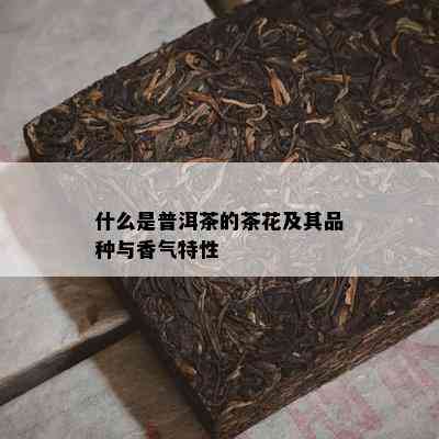 什么是普洱茶的茶花及其品种与香气特性