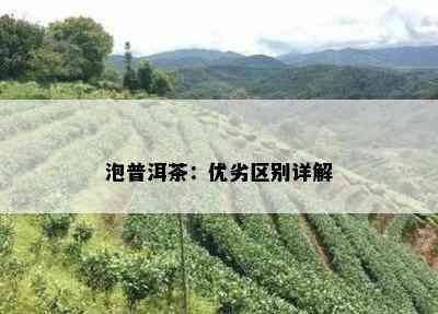 泡普洱茶：优劣区别详解