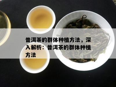 普洱茶的群体种植方法，深入解析：普洱茶的群体种植方法