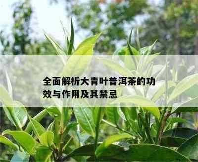 全面解析大青叶普洱茶的功效与作用及其禁忌