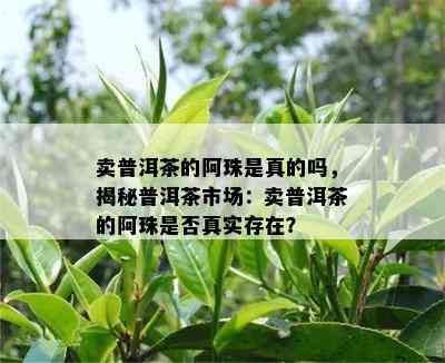 卖普洱茶的阿珠是真的吗，揭秘普洱茶市场：卖普洱茶的阿珠是否真实存在？