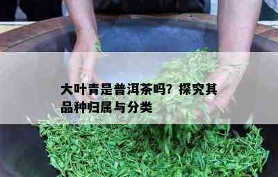 大叶青是普洱茶吗？探究其品种归属与分类