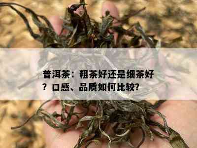 普洱茶：粗茶好还是细茶好？口感、品质如何比较？