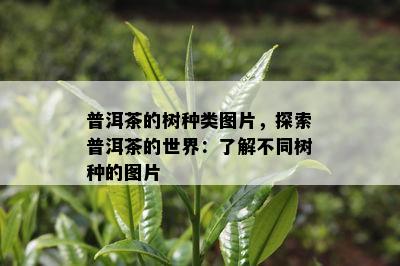 普洱茶的树种类图片，探索普洱茶的世界：了解不同树种的图片