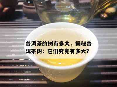 普洱茶的树有多大，揭秘普洱茶树：它们究竟有多大？