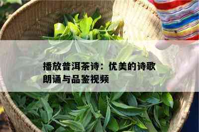 播放普洱茶诗：优美的诗歌朗诵与品鉴视频