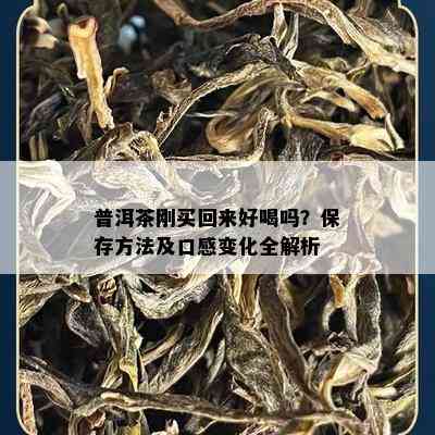 普洱茶刚买回来好喝吗？保存方法及口感变化全解析