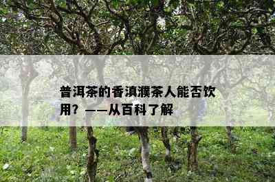 普洱茶的香滇濮茶人能否饮用？——从百科了解