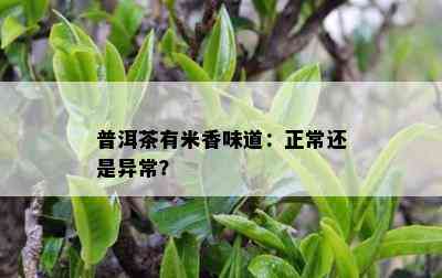 普洱茶有米香味道：正常还是异常？