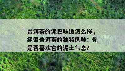 普洱茶的泥巴味道怎么样，探索普洱茶的特别风味：你是不是喜欢它的泥土气息？