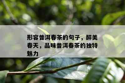 形容普洱春茶的句子，醉美春天，品味普洱春茶的独特魅力