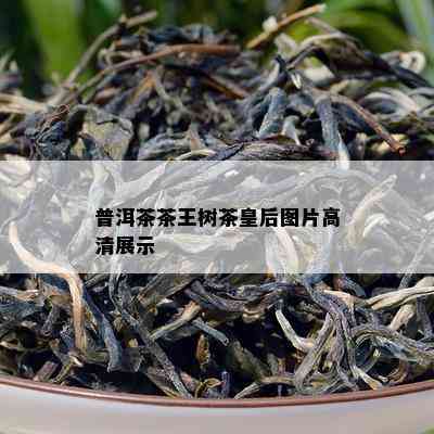 普洱茶茶王树茶皇后图片高清展示