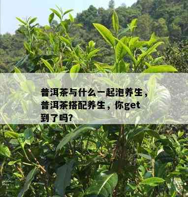 普洱茶与什么一起泡养生，普洱茶搭配养生，你get到了吗？