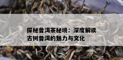 探秘普洱茶秘境：深度解读古树普洱的魅力与文化