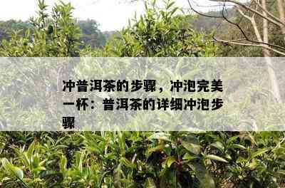 冲普洱茶的步骤，冲泡完美一杯：普洱茶的详细冲泡步骤