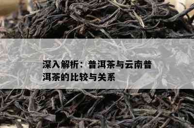 深入解析：普洱茶与云南普洱茶的比较与关系