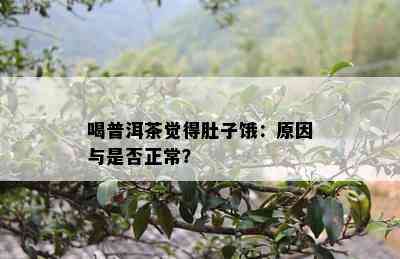 喝普洱茶觉得肚子饿：原因与是否正常？