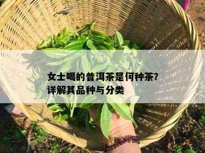 女士喝的普洱茶是何种茶？详解其品种与分类