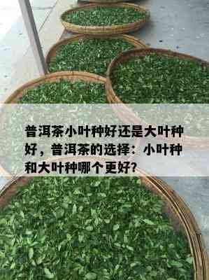 普洱茶小叶种好还是大叶种好，普洱茶的选择：小叶种和大叶种哪个更好？