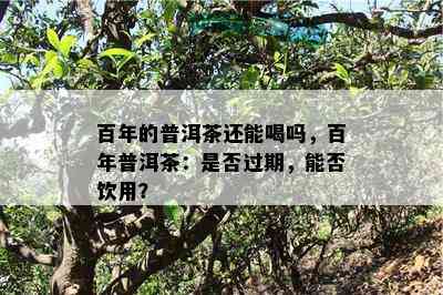 百年的普洱茶还能喝吗，百年普洱茶：是不是过期，能否饮用？