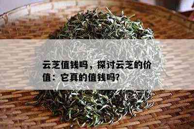 云芝值钱吗，探讨云芝的价值：它真的值钱吗？