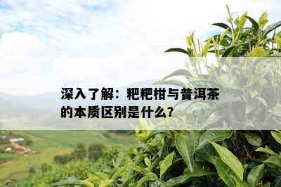 深入熟悉：粑粑柑与普洱茶的本质区别是什么？