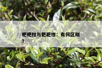 粑粑柑与耙耙柑：有何区别？