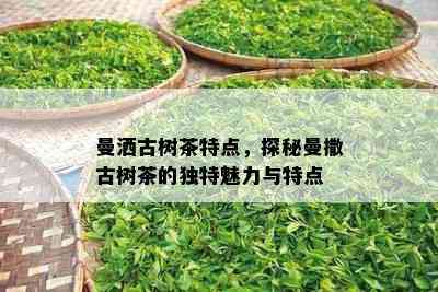 曼洒古树茶特点，探秘曼撒古树茶的独特魅力与特点