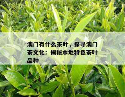 有什么茶叶，探寻茶文化：揭秘本地特色茶叶品种